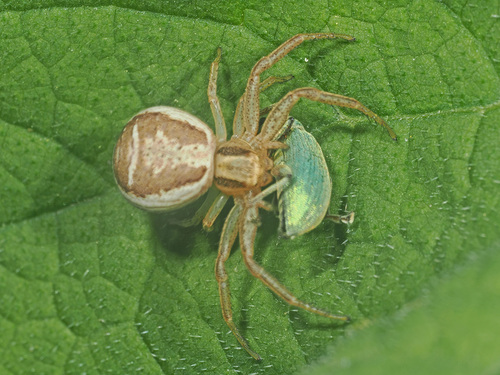 Swamp Crab Spider, Waterrrijk Lingezegen, Elst, Niederlande, photo 9 of 10