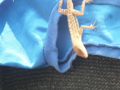 Anolis lineatopus