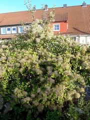 Clematis vitalba