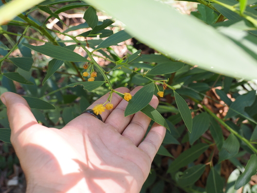 Image of Acacia complanata by (c) Lucas Christofides, some rights reserved (CC BY)