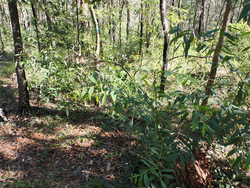 Image of Acacia complanata by (c) Lucas Christofides, some rights reserved (CC BY)
