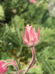Geum triflorum ciliatum