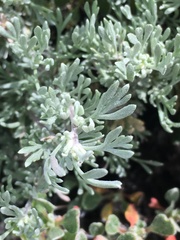 Artemisia tripartita