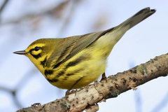 Prairie Warbler photo 3