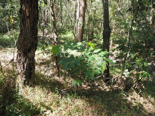 Image of Glochidion zeylanicum by (c) Lucas Christofides, some rights reserved (CC BY)