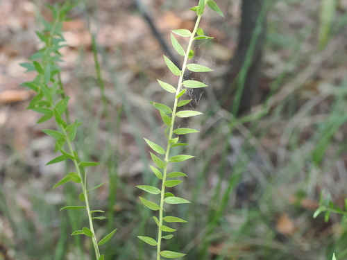 Image of Daviesia umbellulata by (c) Lucas Christofides, some rights reserved (CC BY)