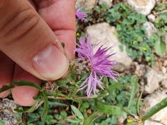 Centaurea alba