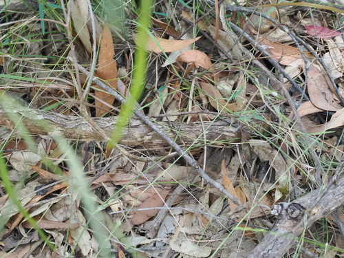 Image of Daviesia wyattiana by (c) Lucas Christofides, some rights reserved (CC BY)