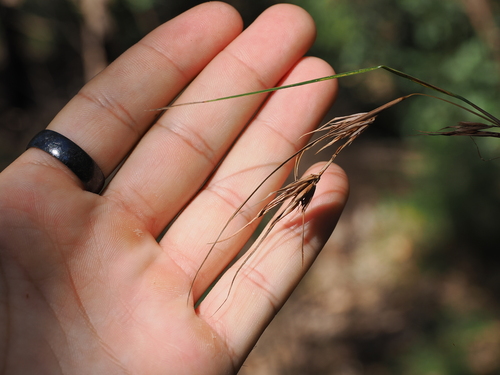 Themeda triandra iNat (3)