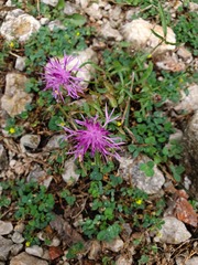 Centaurea alba