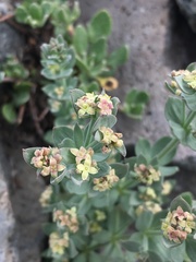 Galium grayanum