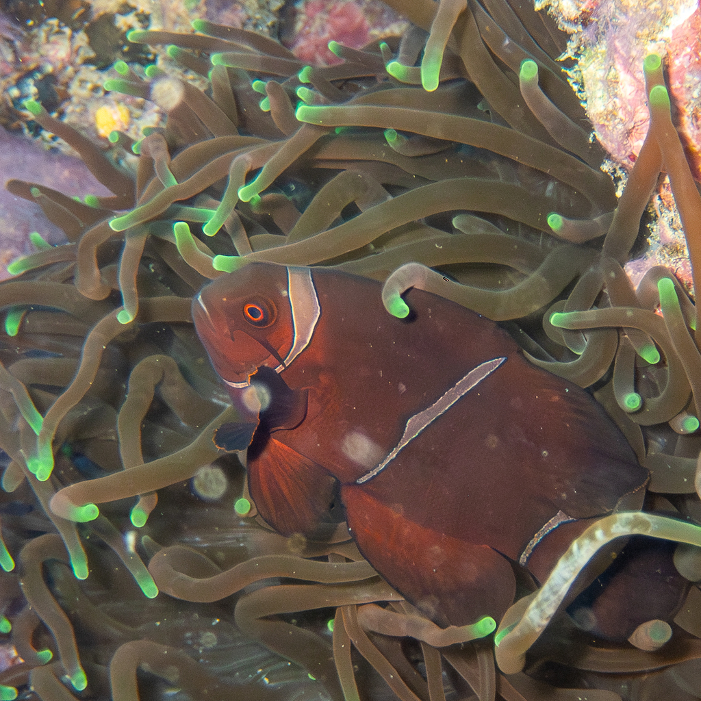 Maroon Clownfish