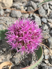 Allium platycaule