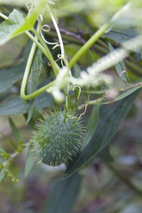 Echinocystis lobata