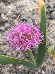 Allium platycaule