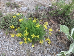 Cymopterus