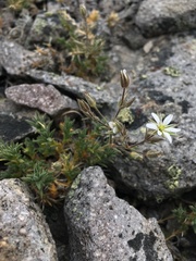 Sabulina nuttallii