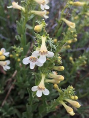 Penstemon deustus