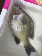 Lepomis macrochirus