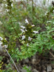 Clinopodium album