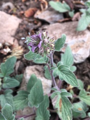 Phacelia hydrophylloides