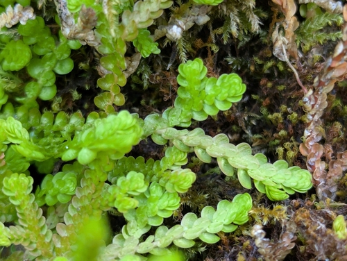 Image of Douglas' Spikemoss (Selaginella douglasii) by (c) David Anderson, some rights reserved (CC BY)