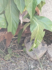Urva auropunctata