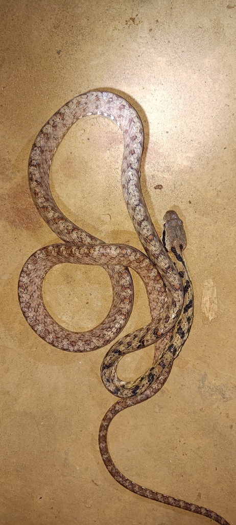 Gray Cat Snake