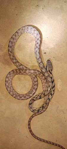 Gray Cat Snake
