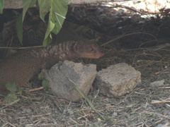 Urva auropunctata