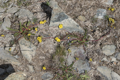 Ivesia lycopodioides