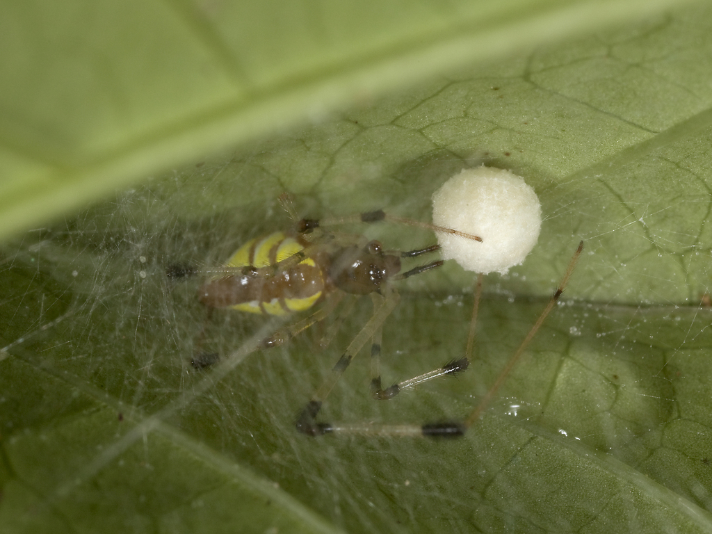 Chrysso compressa