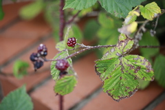 Rubus tuberculatus