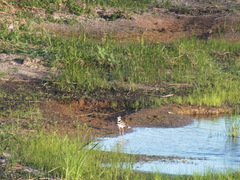 Charadrius vociferus