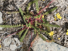 Ivesia lycopodioides