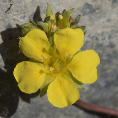 Ivesia lycopodioides