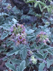 Phacelia hydrophylloides