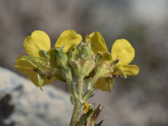 Ivesia lycopodioides