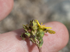 Ivesia lycopodioides