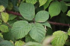 Rubus tuberculatus