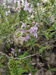 Satureja subspicata