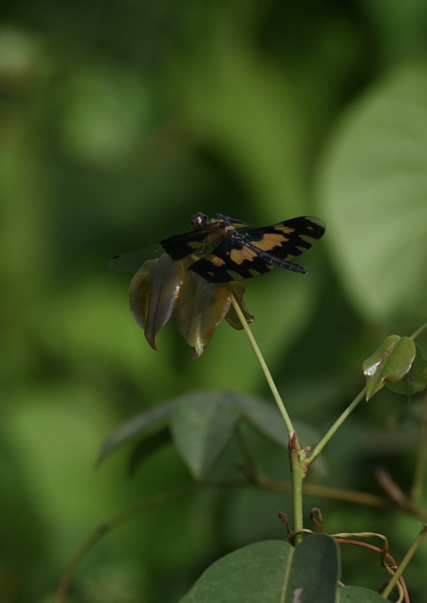 Common Picture Wing