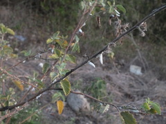 Coccoidea