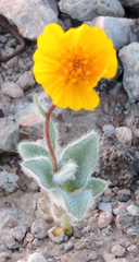 Geraea canescens