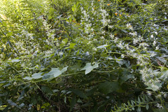 Echinocystis lobata