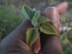 Coccoidea