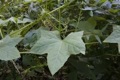 Echinocystis lobata