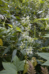 Echinocystis lobata