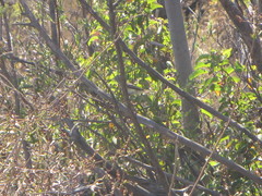 Empidonax difficilis