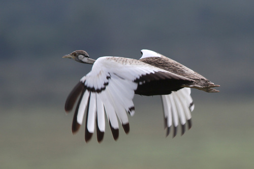 Black-bellied Bustard